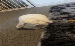 Dwarf Lop rabbits for sale: White rabbit with blue eyes  - Image 3