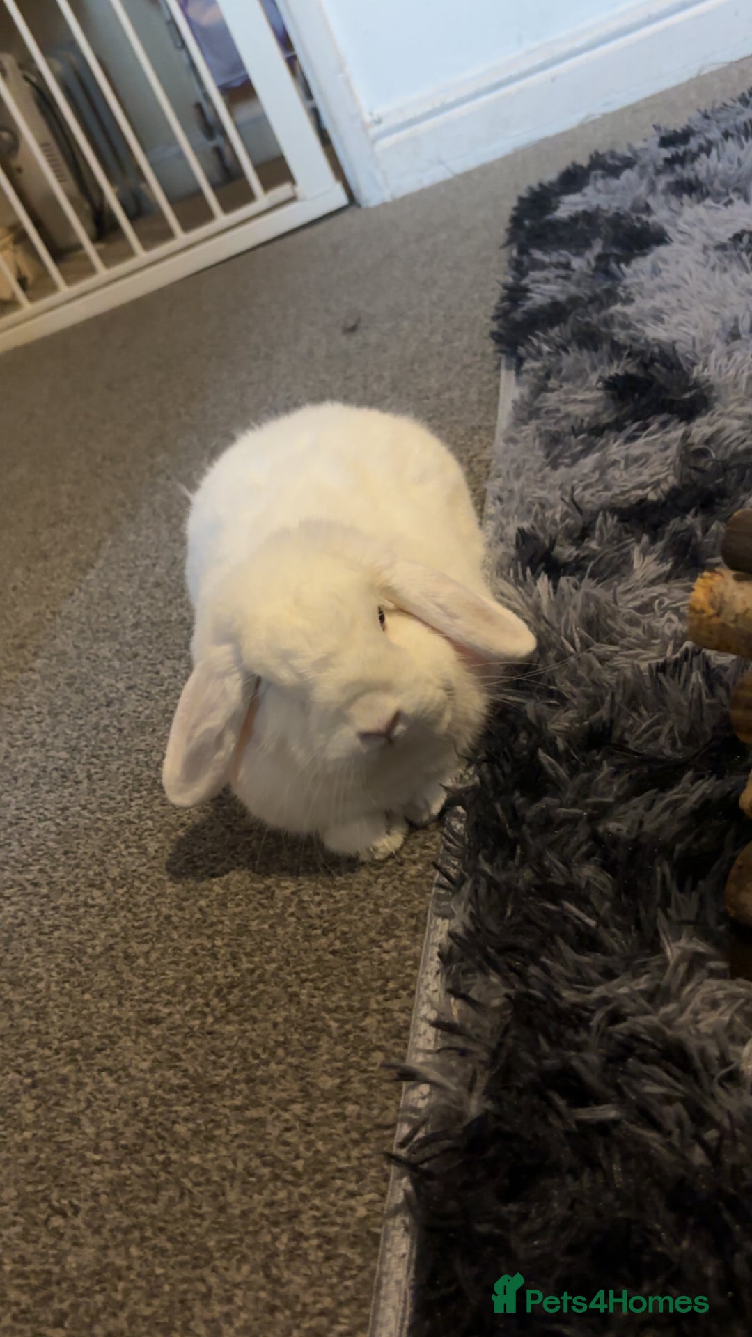 Dwarf Lop rabbits for sale: White rabbit with blue eyes  - Image 3