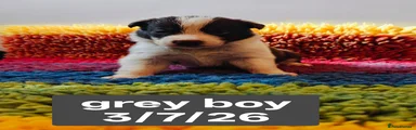 Border Collie 5