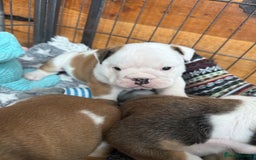 English Bulldog dogs for sale: KC Reg English Bulldog Pups - Image 7