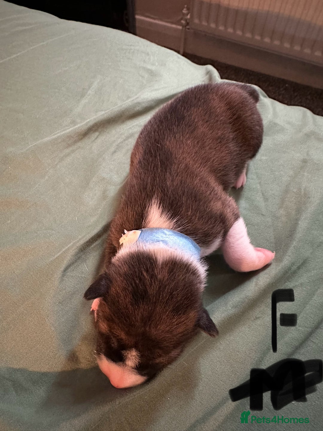 Basenji dogs for sale:  basenji puppies from pure breed mother father kc - Advert 6