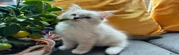 Ragdoll cats for sale: Luxury Blue Point Mitted Ragdoll Kittens - Advert 26