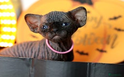 Sphynx cats for sale: Sphynx Black Solid Girls  - Advert 3