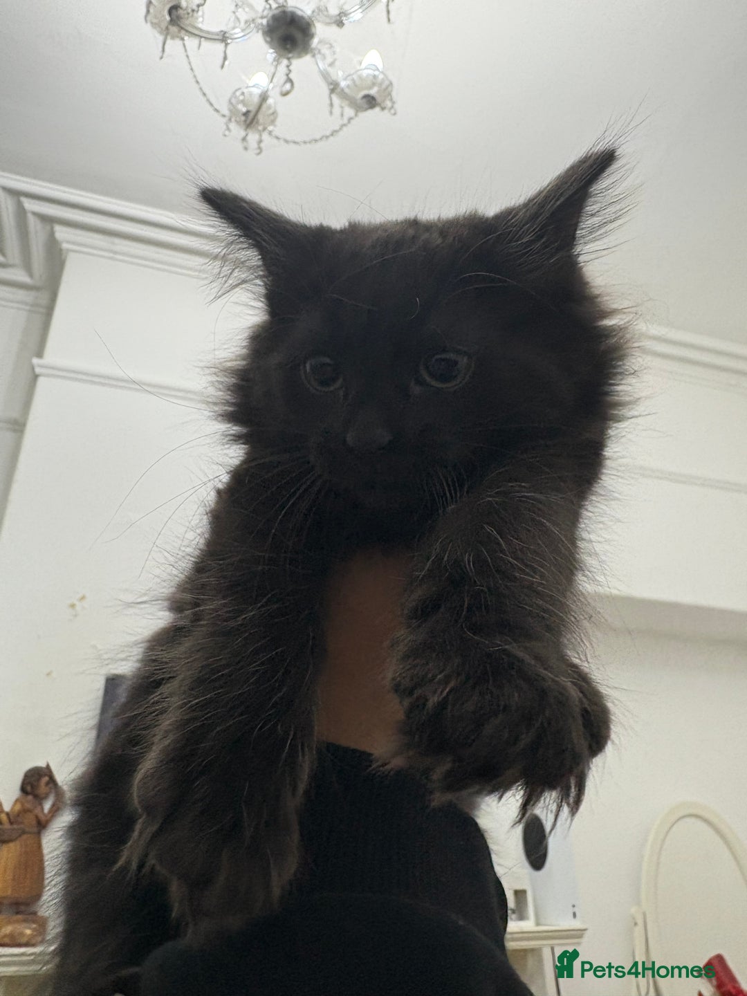 Russian Blue cats for sale: 2 Male Kittens for same  - Image 3