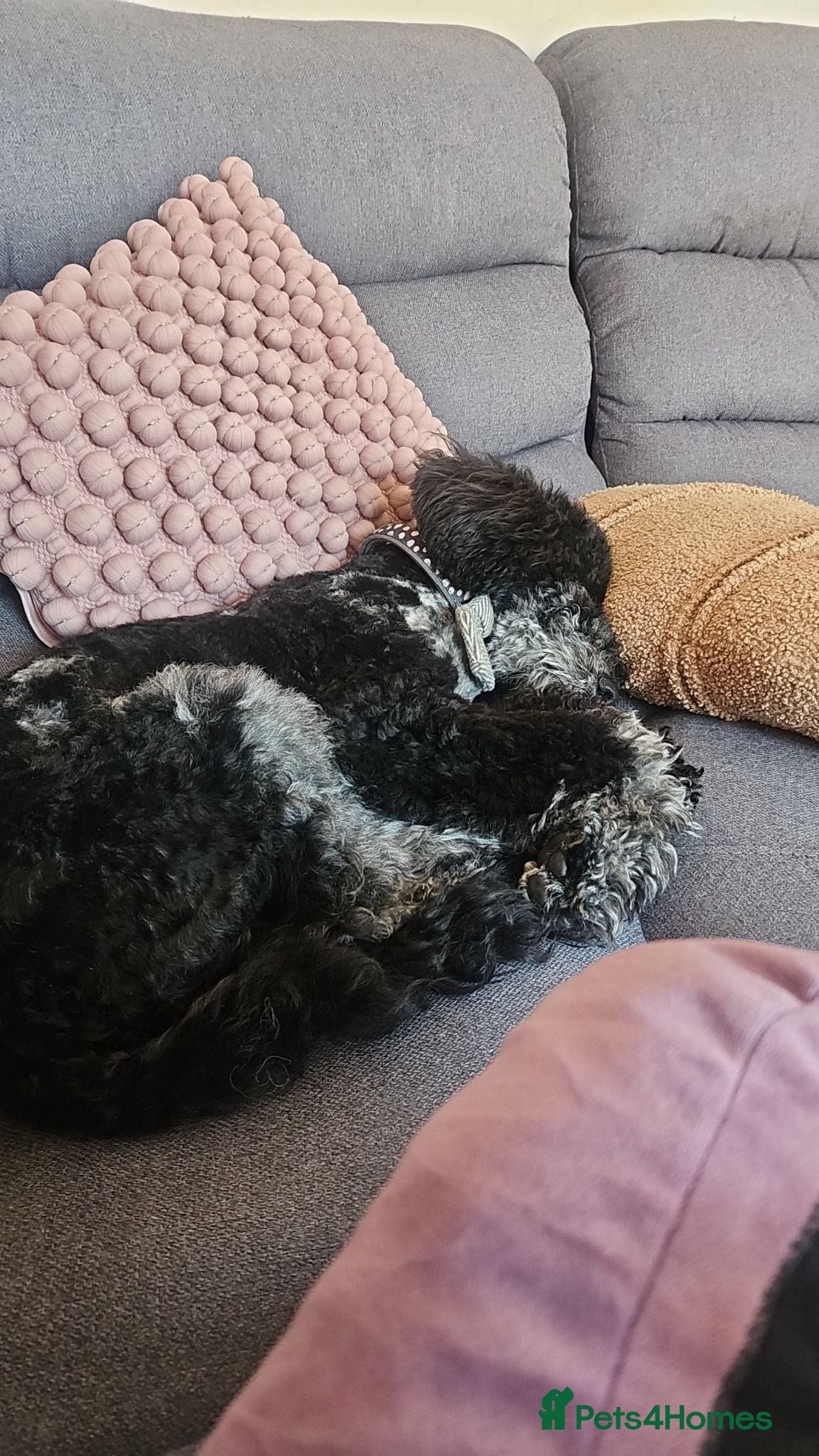 Miniature Poodle dogs 1 year old male miniature poodle  - Advert 1