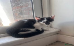 Domestic Shorthair cats for sale: Kittens for Sale!!! - Image 4
