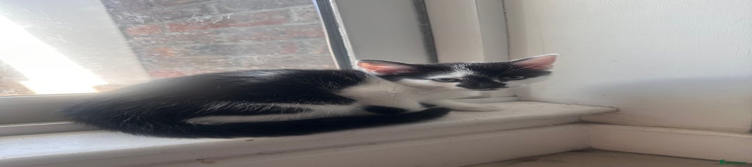 Domestic Shorthair Kitten 2