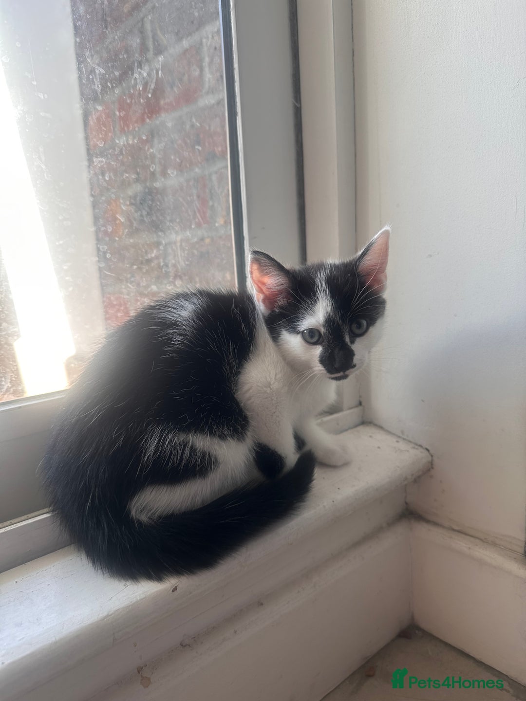 Domestic Shorthair cats for sale: Kittens for Sale!!! - Image 4