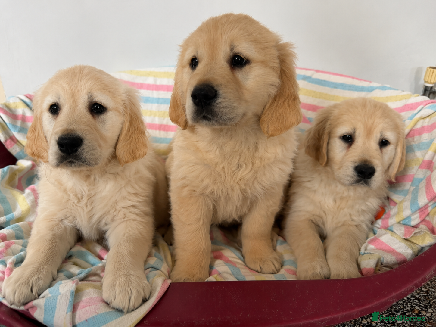 Golden Retriever dogs KC Registered Golden Retriever puppies - Advert 2