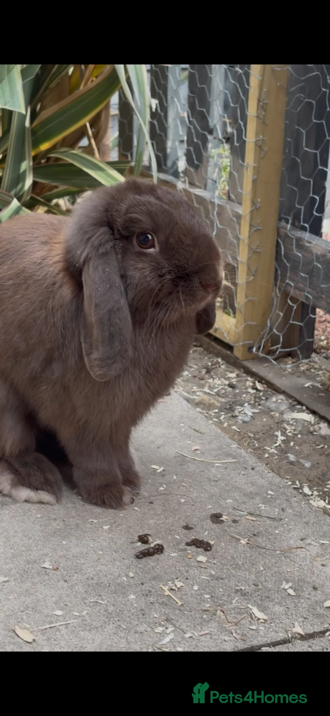 Mini Lop rabbits for sale: mini lops - Advert 1