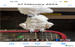 Cockatoo birds for sale: Cockatoo male  - Advert 4