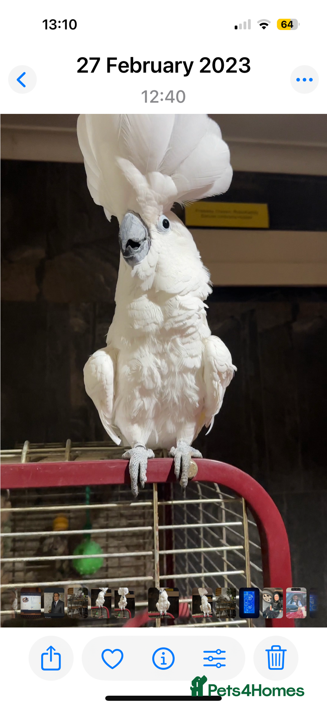 Cockatoo birds for sale: Cockatoo male  - Advert 4