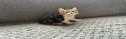 Mixed Breed cats for sale: 4 Beautiful Tabby Kittens  in Crewe - Advert 8