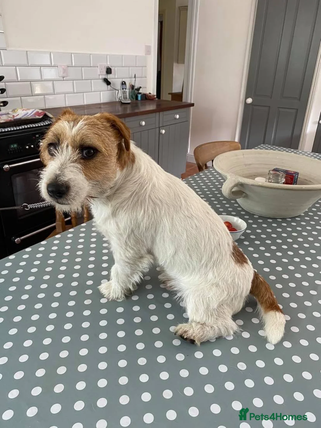 Jack Russell dogs for stud: Superb Quality Jack Russell at stud K.C Reg in Attleborough - Advert 3