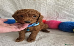 Goldendoodle dogs for sale: 👑Superb Rare Toy/Mini Deepest Red Goldendoodles👑 - Image 5