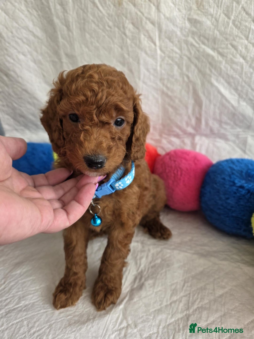 Goldendoodle dogs for sale: 👑Superb Rare Toy/Mini Deepest Red Goldendoodles👑 - Image 5