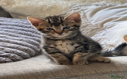 Mixed Breed cats for sale: Beautiful kittens 💗 - Image 2