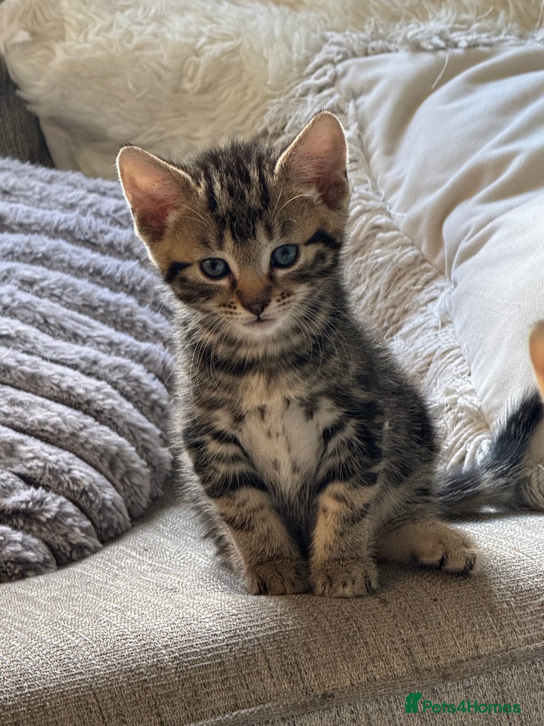 Mixed Breed cats for sale: Beautiful kittens 💗 - Image 2