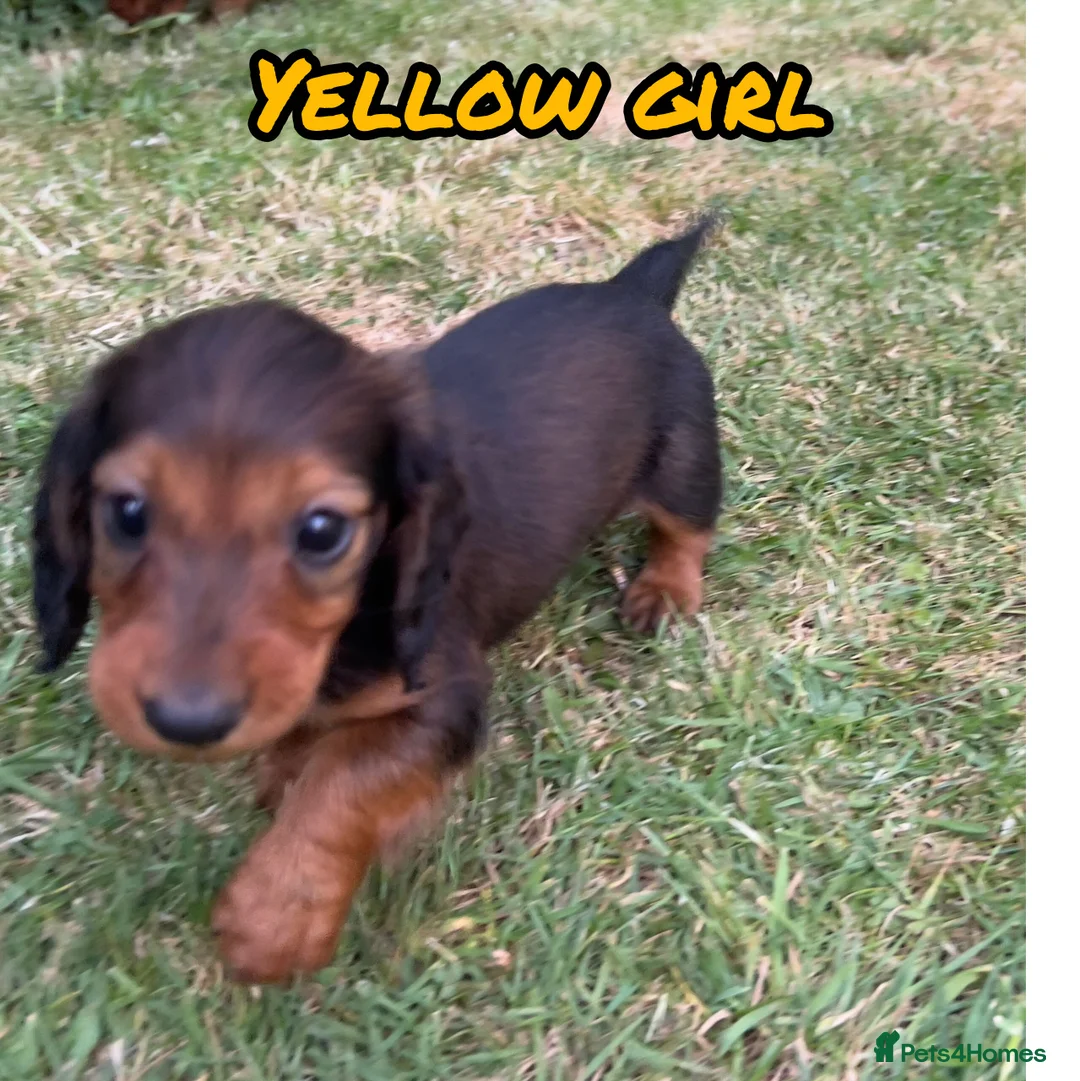 Dachshund dogs for sale: Longhaired Dachshunds small standardard - Advert 2