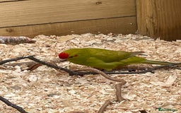 Mixed Breed birds for sale: Young stunning Kakariki’s  - Image 4
