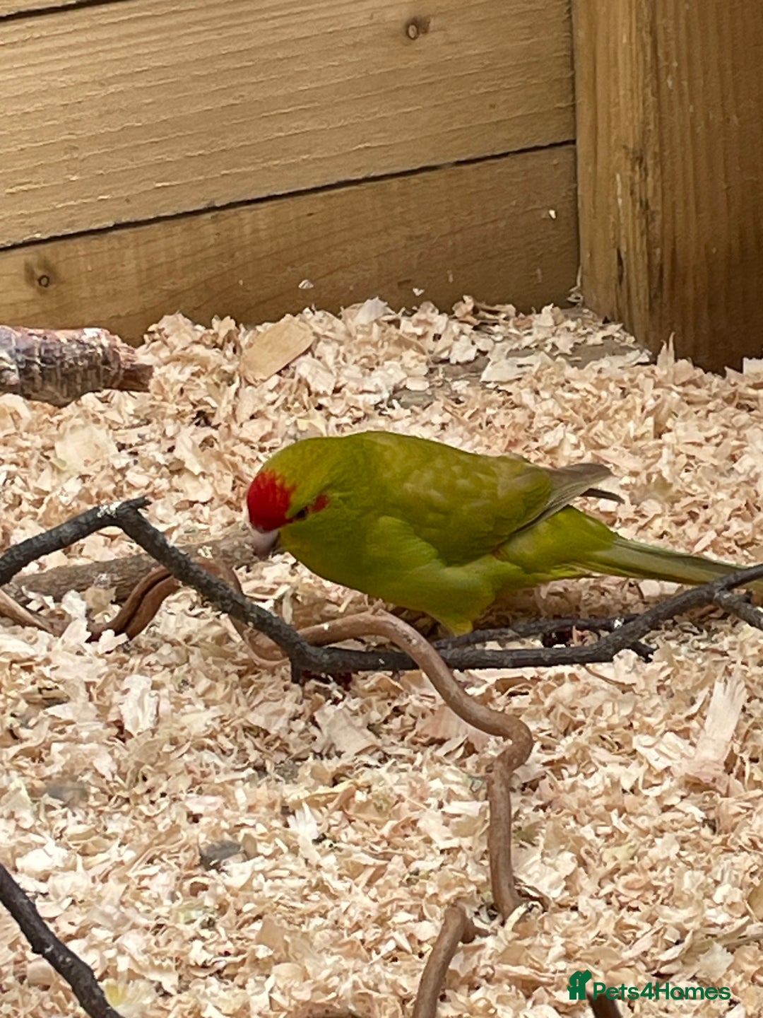 Mixed Breed birds for sale: Young stunning Kakariki’s  - Image 4