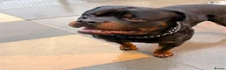 Rottweiler dogs for sale: World champion bloodlines 1 girl available  - Advert 16