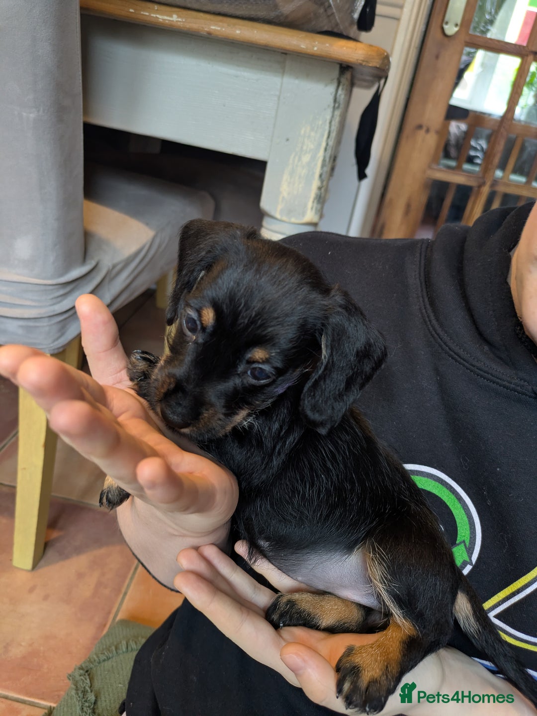 Miniature Dachshund dogs for sale: Wire X smooth mini dachshunds - Image 7