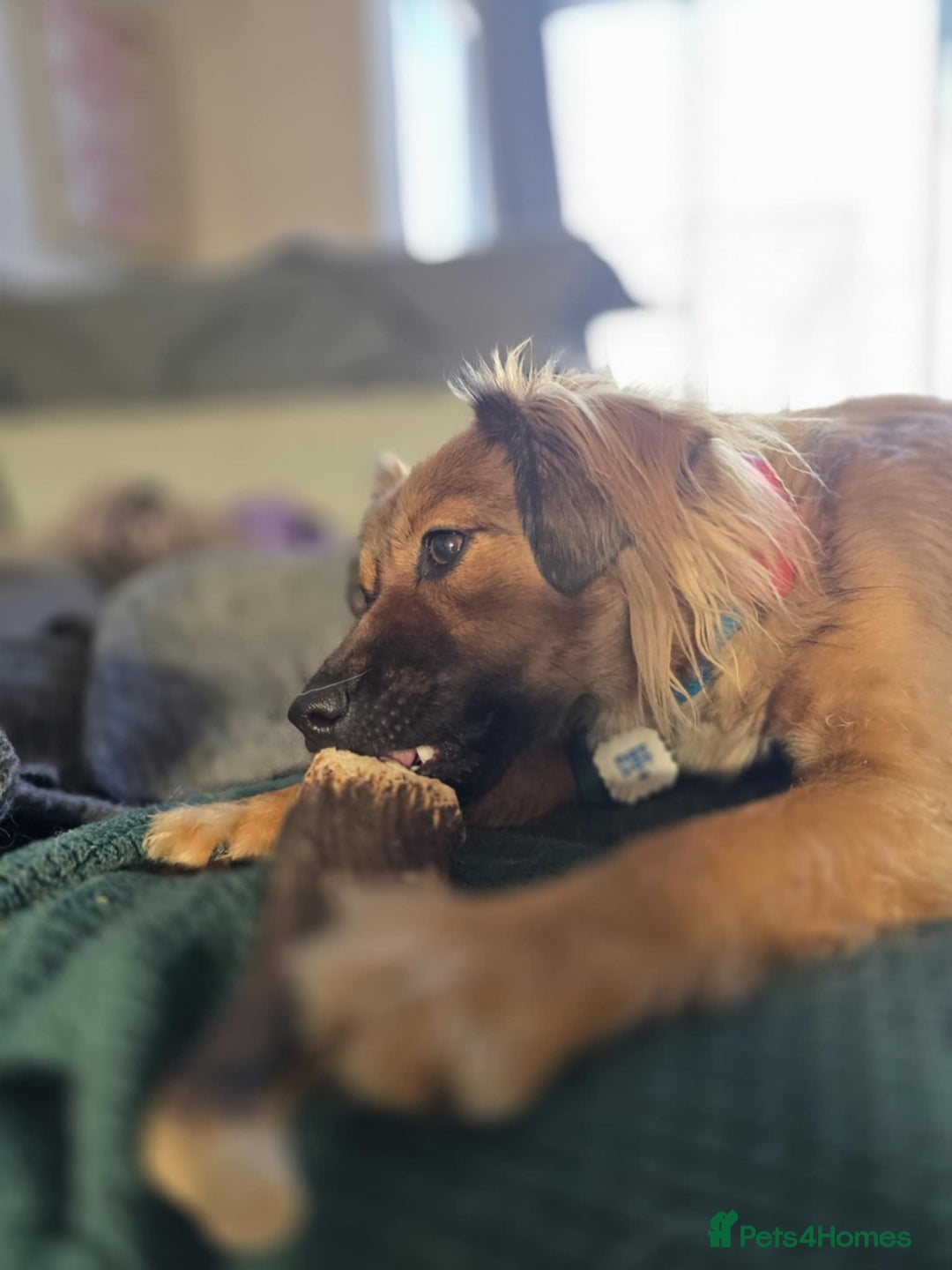 Mixed Breed dogs for adoption: Balto for adoption - Image 4