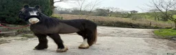 Riding pony horses for sale: Part loan in Buxton - Advert 4