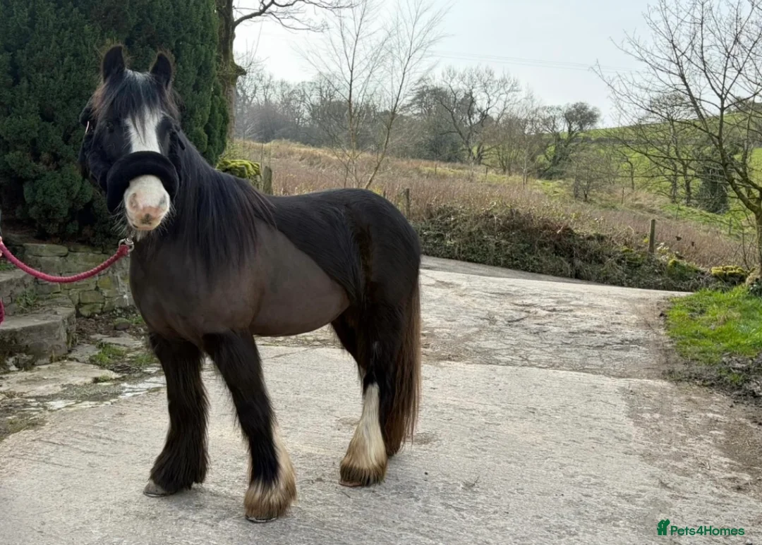 Riding pony horses for sale: Part loan in Buxton - Advert 4