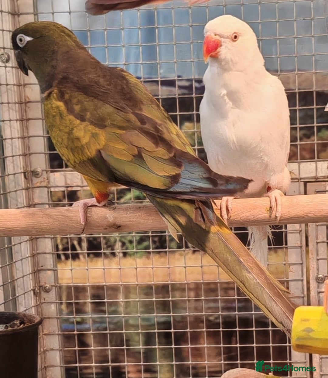 Parrots birds for sale: LOOK! BIRDS/PARAKEETS/PARROTS AVAILABLE  - Image 23