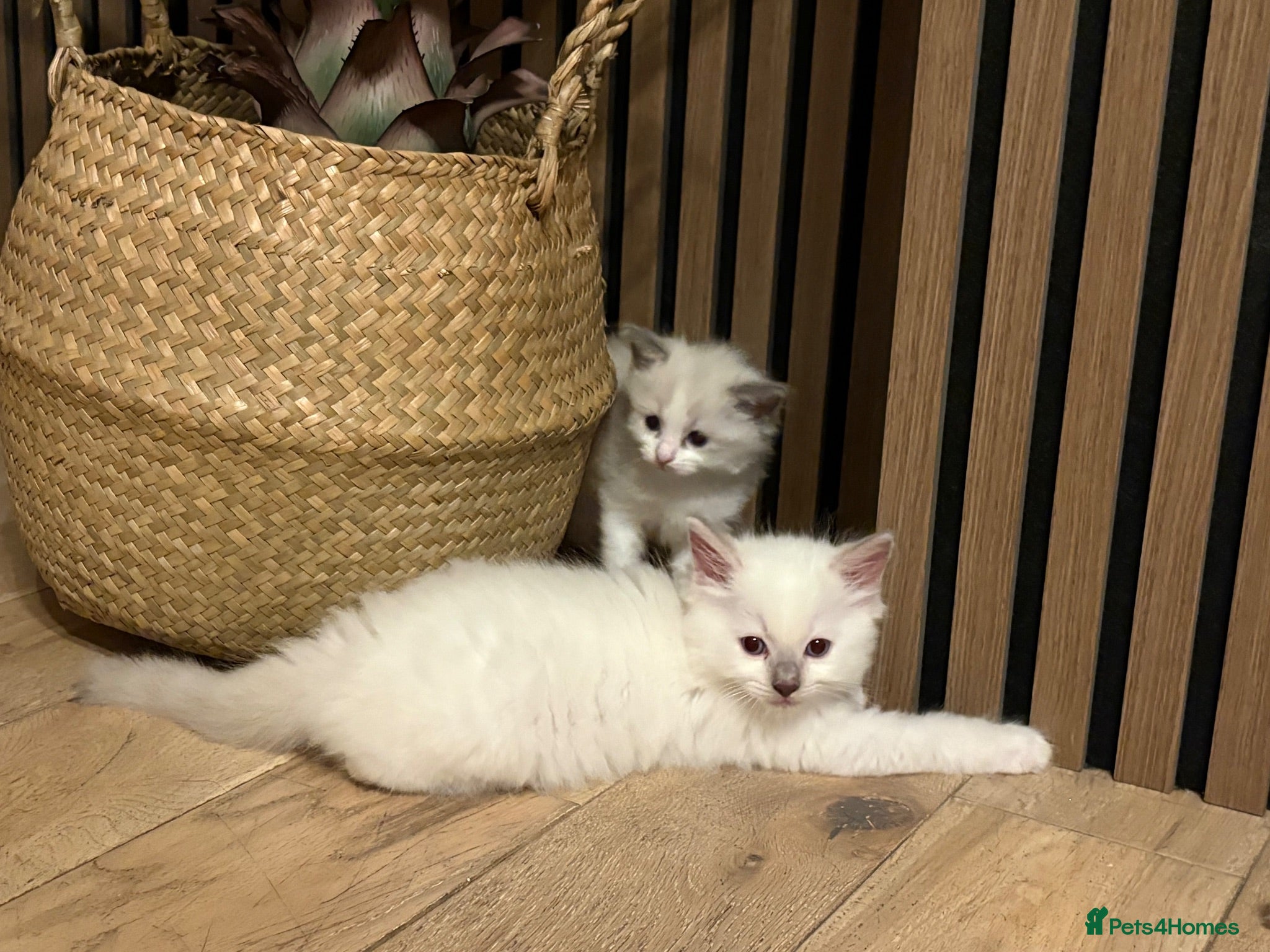 Ragdoll cats Pure breed ragdolls - Advert 3