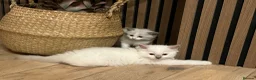 Ragdoll cats for sale: Pure ragdolls kittens  - Advert 5