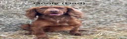 Cocker Spaniel dogs for sale: ❤️ A beautiful litter of tiny cocker spaniels ❤️  - Advert 9