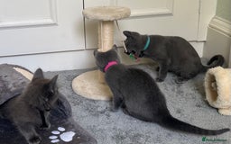 Russian Blue cats for sale: Russian Blue Kittens  in Lanark - Image 14