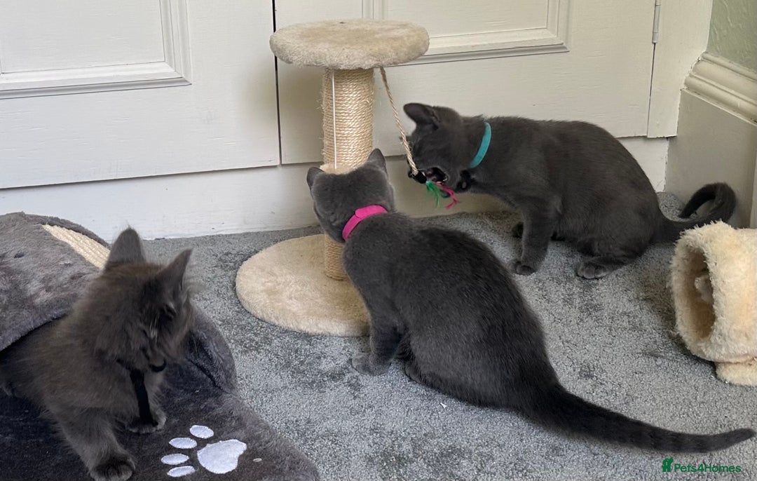 Russian Blue cats for sale: Russian Blue Kittens  in Lanark - Image 14