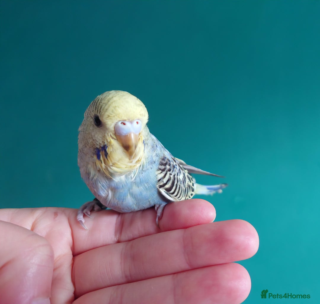 Budgerigars birds for sale: Budgies for sale  - Image 6