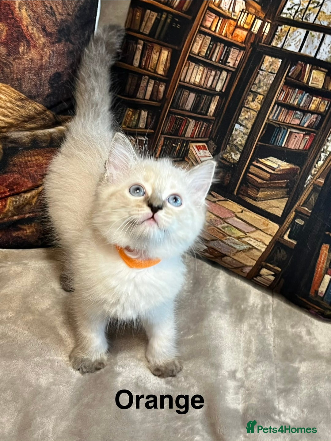 Ragdoll cats for sale: ❤️Amazing Pure Ragdoll Girls Waiting Loving Family - Advert 9