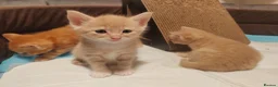 Mixed Breed cats for sale: Adorable kittens are looking for lovely home  - Advert 34