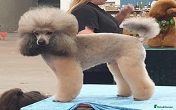 Toy Poodle dogs for stud: Kennel club registered Toy poodle in Hoddesdon - Image 5