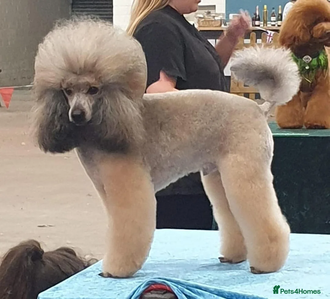 Toy Poodle dogs for stud: Kennel club registered Toy poodle in Hoddesdon - Advert 5