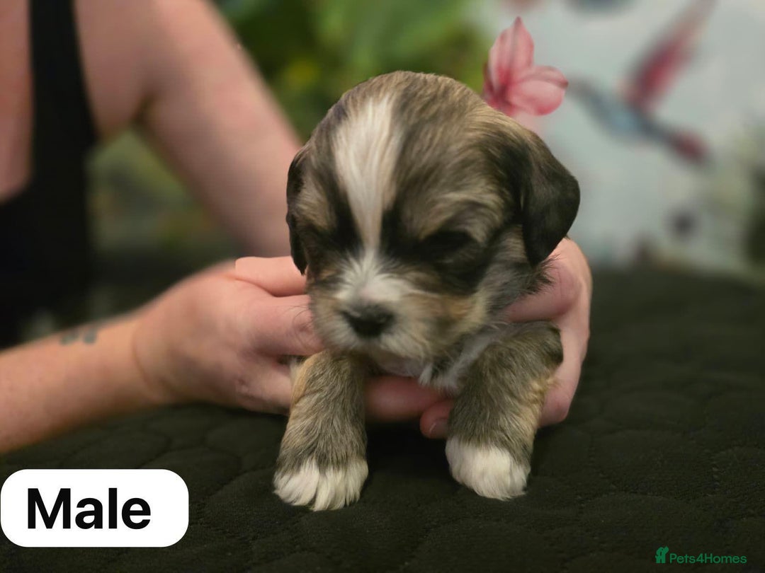 Mixed Breed dogs for sale: Shorkie cross lhasa apso pups - Advert 4