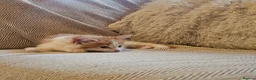 Mixed Breed cats for sale: Beautiful Mixed kittens 8 weeks  - Advert 10