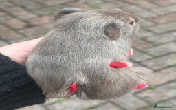 Guinea Pig rodents for sale: Gorgeous baby Guineapigs  - Image 9