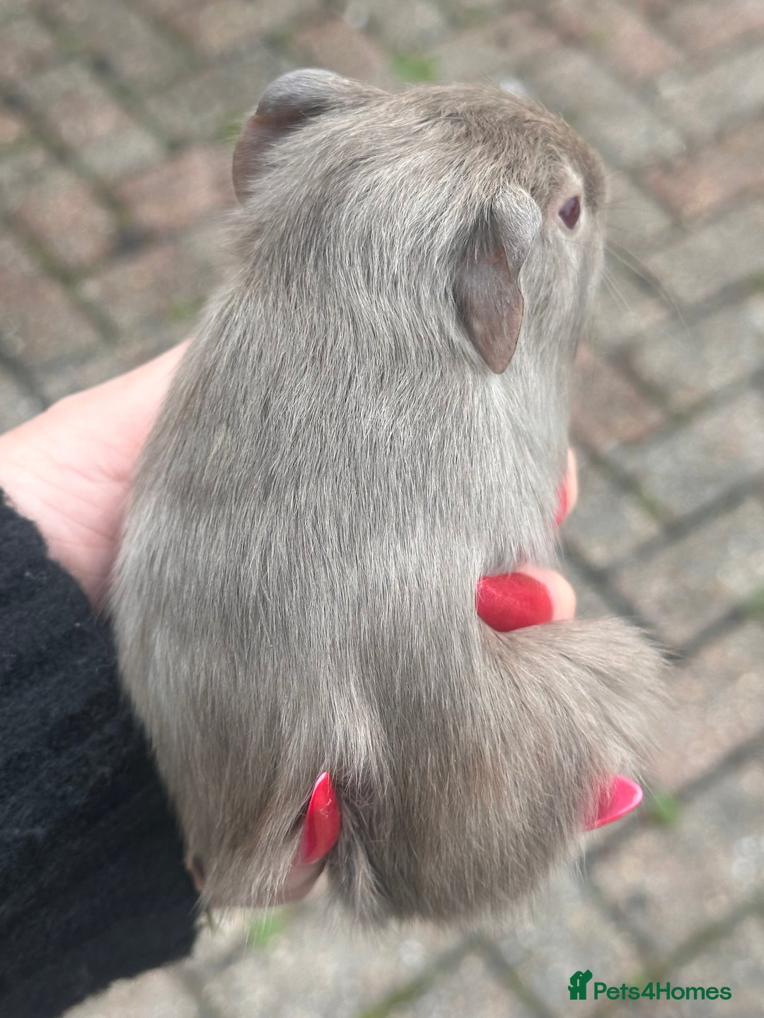 Guinea Pig rodents for sale: Gorgeous baby Guineapigs  - Image 9
