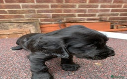 Cocker Spaniel dogs for sale: cocker spaniel pups ready for reserve - Image 22