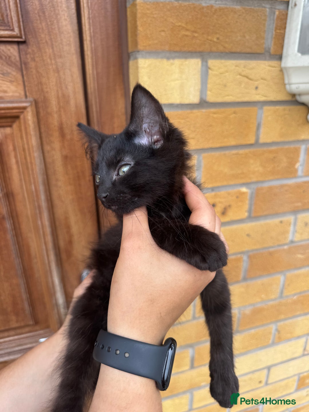 Domestic Shorthair cats for sale: 1 short hair, 3 semi long hair domestic kittens. - Image 7