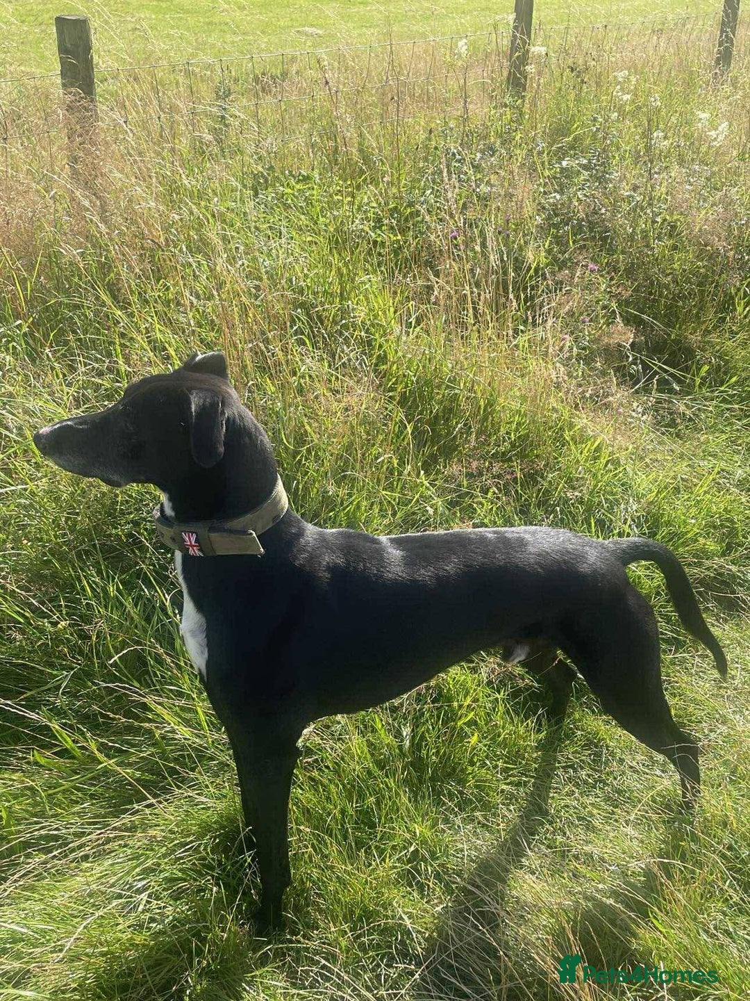 Mixed Breed dogs for sale: 5 lovely Lurchers  - Image 4