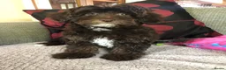 Shihpoo dogs for sale: shihpoo puppies for sale  - Advert 3