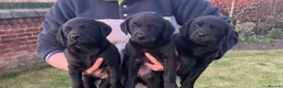 Labrador Retriever dogs for sale: KC registered Labrador Retrievers - Advert 8